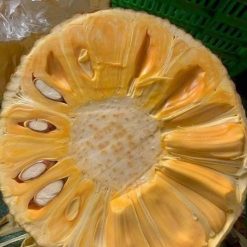 Cây Giống Mít Thái