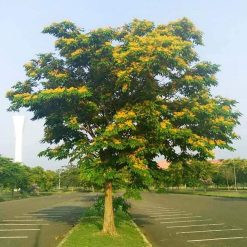 Cây Giống Giáng Hương