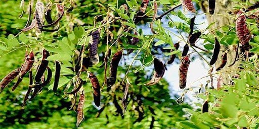 Cây bồ kết