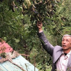 Bồ kết trồng kinh tế