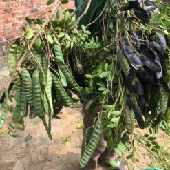 cây bồ kết giống