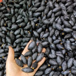 CÂY TRÁM ĐEN GIỐNG