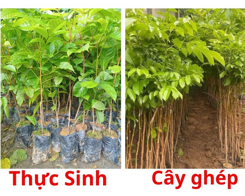 trám đen giống