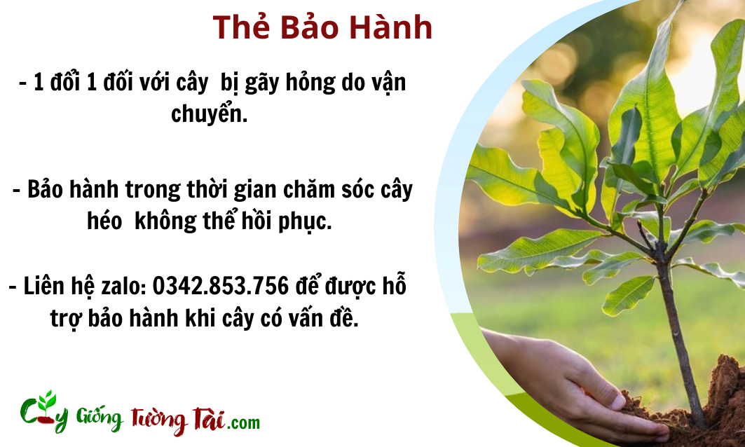 bảo hành