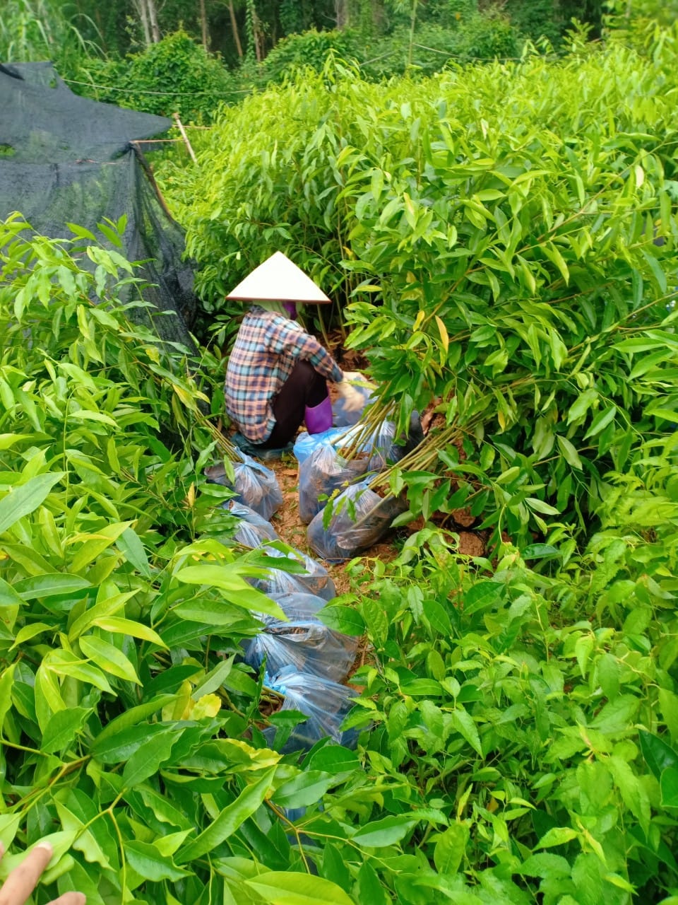 Cây gió bầu giống 