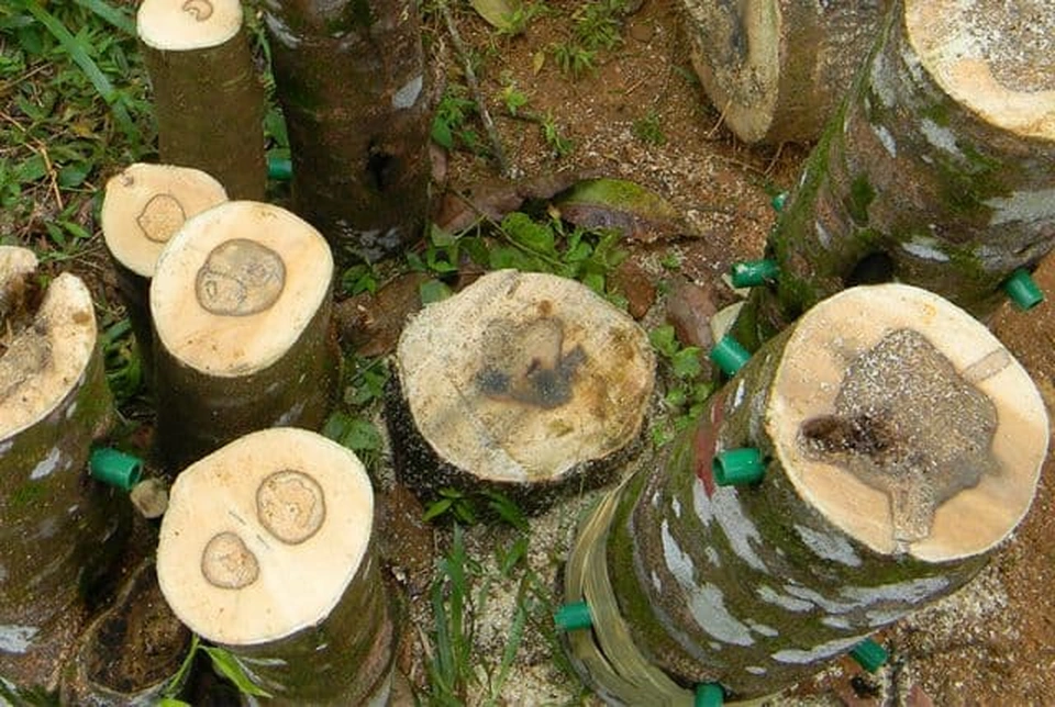 Cây gió bầu giống 