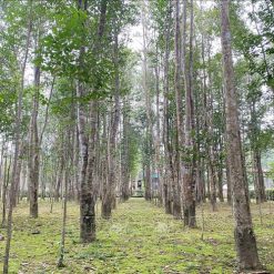 Cây giống gió bầu